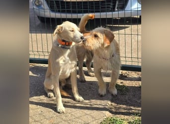 Keks, liebevoller Familienhund