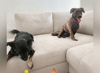 Hulk, kleiner Dackelmischling Pflegefamilie 44359 Dortmund