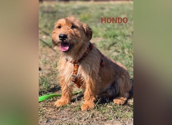 Hondo, kleiner charmanter Rüde Hondo, kleiner charmanter Rüde