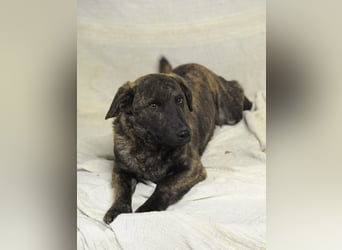 Hulk, kleiner Dackelmischling Pflegefamilie 44359 Dortmund