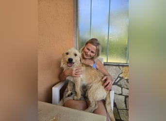 Keks, liebevoller Familienhund