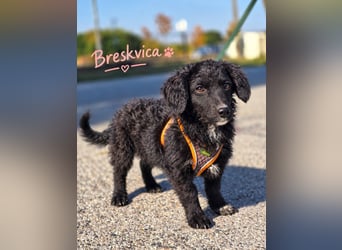 Breskvica, lebhaft, verspielt und verschmust