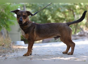 Lars - kleiner Herzenshund sucht sein großes Glück