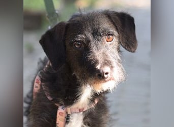 Gismo - auf PS in 53797 Lohmar -  freundlicher, liebevoller Rüde der etwas vorsichtig ist