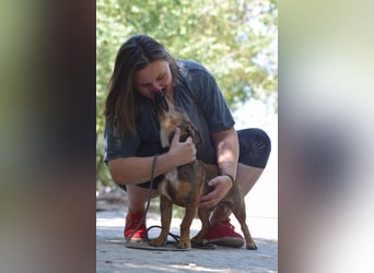 Lars - kleiner Herzenshund sucht sein großes Glück
