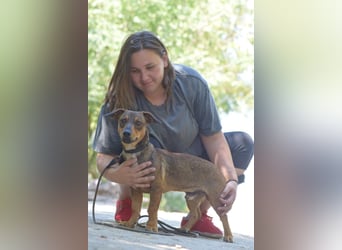Lars - kleiner Herzenshund sucht sein großes Glück
