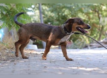 Lars - kleiner Herzenshund sucht sein großes Glück