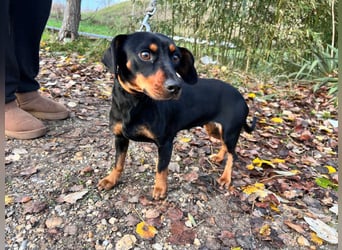 Nara - bezaubernde, freundliche, verschmuste Dackel Dame