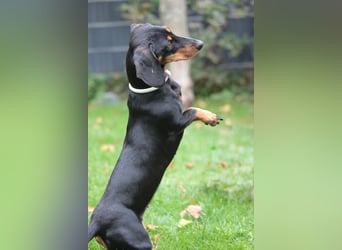 Lilly - auf PS in Lohmar- liebevolle, freundliche Dackel Dame