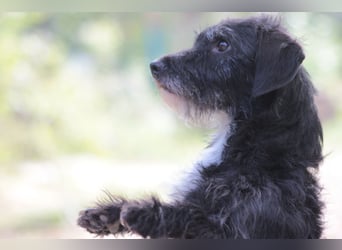 Gismo - auf PS in 53797 Lohmar -  freundlicher, liebevoller Rüde der etwas vorsichtig ist