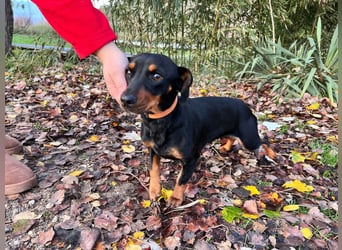 Nara - bezaubernde, freundliche, verschmuste Dackel Dame