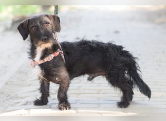 Gismo - auf PS in 53797 Lohmar -  freundlicher, liebevoller Rüde der etwas vorsichtig ist