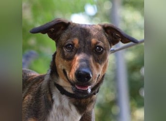 Lars - kleiner Herzenshund sucht sein großes Glück