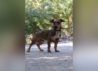Lars - kleiner Herzenshund sucht sein großes Glück