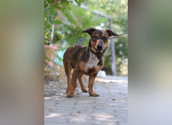 Lars - kleiner Herzenshund sucht sein großes Glück