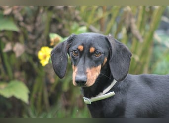 Lilly - auf PS in Lohmar- liebevolle, freundliche Dackel Dame
