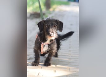 Gismo - auf PS in 53797 Lohmar -  freundlicher, liebevoller Rüde der etwas vorsichtig ist