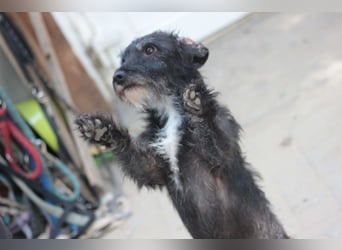 Gismo - freundlicher, liebevoller Rüde der etwas vorsichtig ist