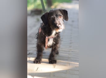 Gismo - auf PS in 53797 Lohmar -  freundlicher, liebevoller Rüde der etwas vorsichtig ist