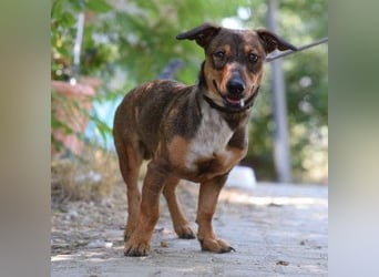 Lars - kleiner Herzenshund sucht sein großes Glück