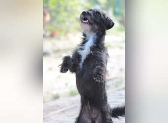 Gismo - freundlicher, liebevoller Rüde der etwas vorsichtig ist