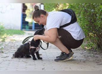 Gismo - freundlicher, liebevoller Rüde der etwas vorsichtig ist