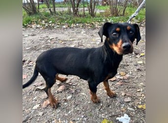 Nara - bezaubernde, freundliche, verschmuste Dackel Dame