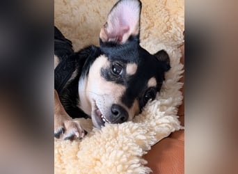 Luns in 31700 Heuerßen