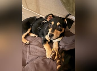 Luns in 31700 Heuerßen