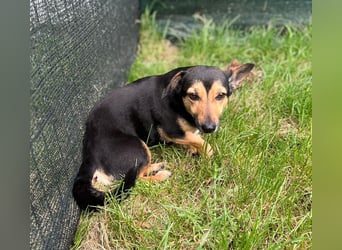 Heidi