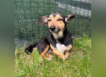 Heidi