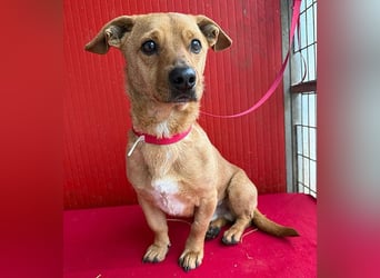 süßes kleines Schmuserle FRITZ - 4 Jahre, 30cm - Mischling