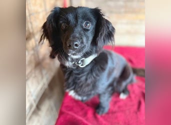 süße kleiine TAPPI - 3 Jahre, 32cm - Dackel-Mischling