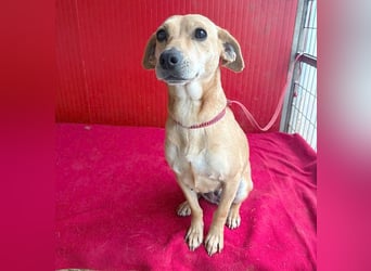 superliebe Dackeline MIA - 5 Jahre, 30cm/8,5kg