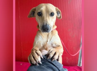 superliebe Dackeline MIA - 5 Jahre, 30cm/8,5kg