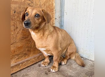 ❤️❤️❤️ zarte Hundeseele BARBIE - 2 Jahre, 30cm - Dackel-Mischling