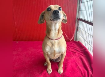 superliebe Dackeline MIA - 5 Jahre, 30cm/8,5kg