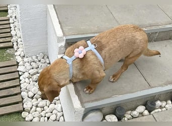 ❤️❤️❤️ zarte Hundeseele BARBIE - 2 Jahre, 30cm - Dackel-Mischling