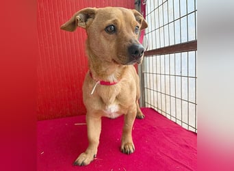 süßes kleines Schmuserle FRITZ - 4 Jahre, 30cm - Mischling