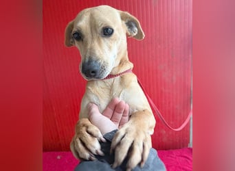 superliebe Dackeline MIA - 5 Jahre, 30cm/8,5kg