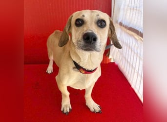 zarte Hundeseele JENNY - 3,5 Jahre, 35cm/11kg - Dackel-Mix