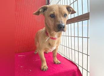 süßes kleines Schmuserle FRITZ - 4 Jahre, 30cm - Mischling