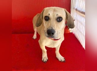 zarte Hundeseele JENNY - 3,5 Jahre, 35cm/11kg - Dackel-Mix