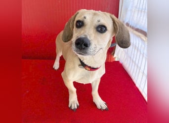 zarte Hundeseele JENNY - 3,5 Jahre, 35cm/11kg - Dackel-Mix