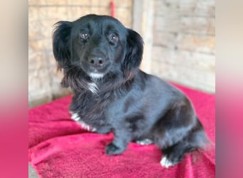 süße kleiine TAPPI - 3 Jahre, 32cm - Dackel-Mischling