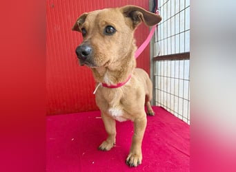 süßes kleines Schmuserle FRITZ - 4 Jahre, 30cm - Mischling