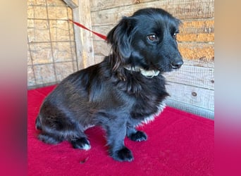 süße kleiine TAPPI - 3 Jahre, 32cm - Dackel-Mischling