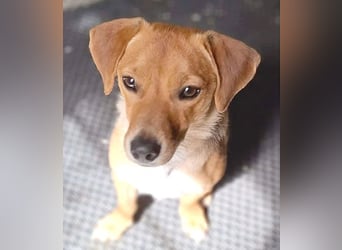 kleine Herzensbrecherin FREYA - 1,5 Jahre, 30cm - Dackel-Mix