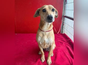 superliebe Dackeline MIA - 5 Jahre, 30cm/8,5kg