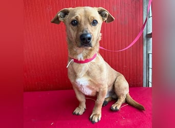 süßes kleines Schmuserle FRITZ - 4 Jahre, 30cm - Mischling